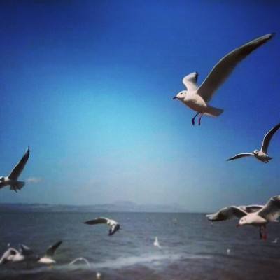 受死之旅变态版下载